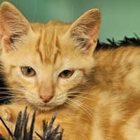 KOUM, chat à adopter