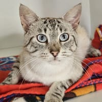 VEHA, chat à adopter