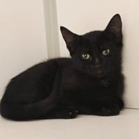 WASSA, chatte à adopter