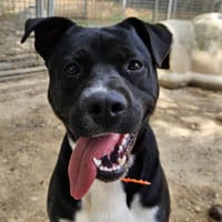 TITUS, chien à adopter