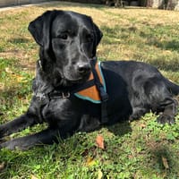 ROSALIA, chienne à adopter