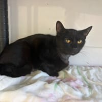 MIMI, chatte à adopter