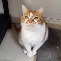 BOUNTY, chat à adopter