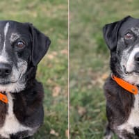 PARKER, chien à adopter