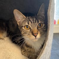 SACHA, chat à adopter