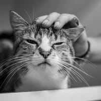 POUPETTE A17431, chatte à adopter