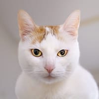 LADY A17406, chatte à adopter