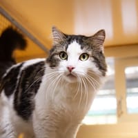 STOCKHOLM A17414, chat à adopter