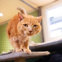 MILA A17424, chatte à adopter
