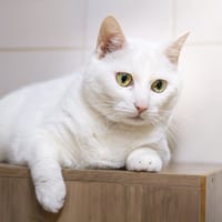 LEXY A 17404, chatte à adopter