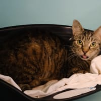 CHITIGRETTE, chatte à adopter