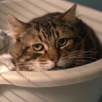 BALSAMIQO, chat à adopter