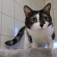 GUCCI, chatte à adopter