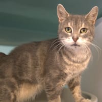 MISTIGRIE, chatte à adopter