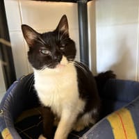 KIKOU, chat à adopter