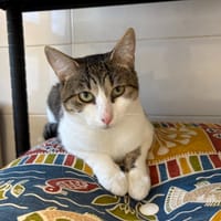 SHIRA, chatte à adopter