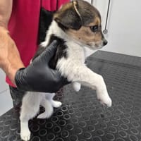 Meliska, suczka do adopcji