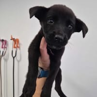 Werbena, suczka do adopcji