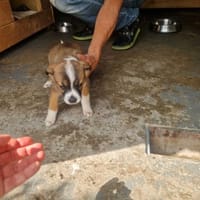 Majeranek, pies do adopcji