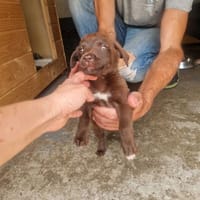 Mięta, suczka do adopcji