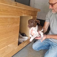Szałwia, suczka do adopcji