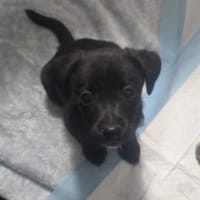 Mirabelka, suczka do adopcji