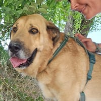 TAO, chien à adopter