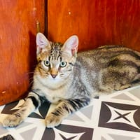 OUDINI, chat à adopter