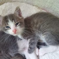ORIHMÉ, chat à adopter