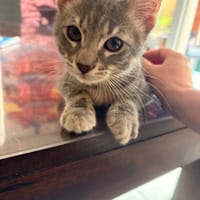 HÉLIOS, chat à adopter