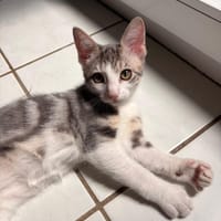 GAÏA, chatte à adopter
