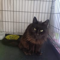 LADY, chatte à adopter