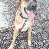 Guelia amour et gaieté, chien à adopter