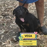 VEGA, cane femmina da adottare