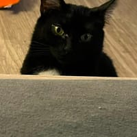Thriller, chatte à adopter