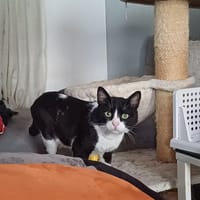 Yeoman, chat à adopter