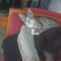 Bastille, chatte à adopter