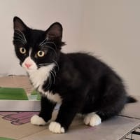 MERLIN, chat à adopter