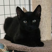 REGLISSE, chat à adopter