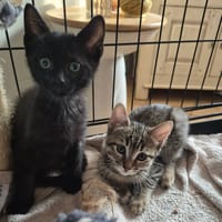 BONNY et BISCOTTE, chatte à adopter