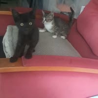 Banner, chat à adopter