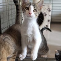 BENNY, chat à adopter