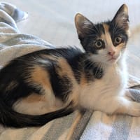 BRUYERE, chatte à adopter