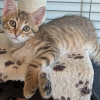 BIJOU, chat à adopter