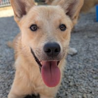 Hamish, dog to adopt