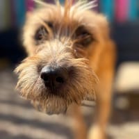 Henry, dog to adopt