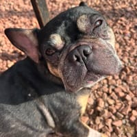 Ted, dog to adopt