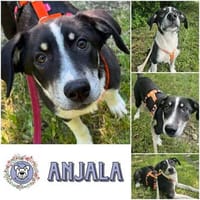 ANJALA * verspielte und neugierige Junghündin, Hündin zur Adoption
