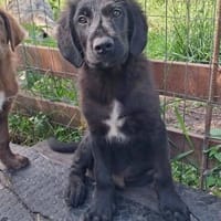 Luke sucht eine Familie, Hund zur Adoption