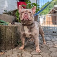 Französische Bulldogge Mango, Hund zur Adoption